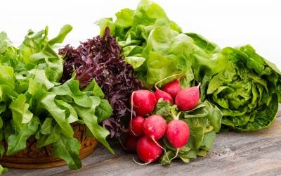 Bethesda & Silver Spring Home Health Care Blog 9 Tips to Help Your Elderly Loved One Live The Healthiest Lifestyle